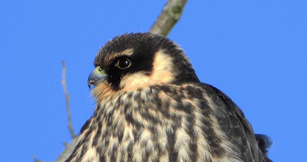 Kobuz, sokół kobuz, sokół leśny, sokolik drzewiec (Falco subbuteo)