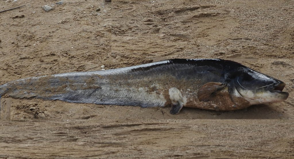 Sum pospolity, sum, sum europejski (Silurus glanis)