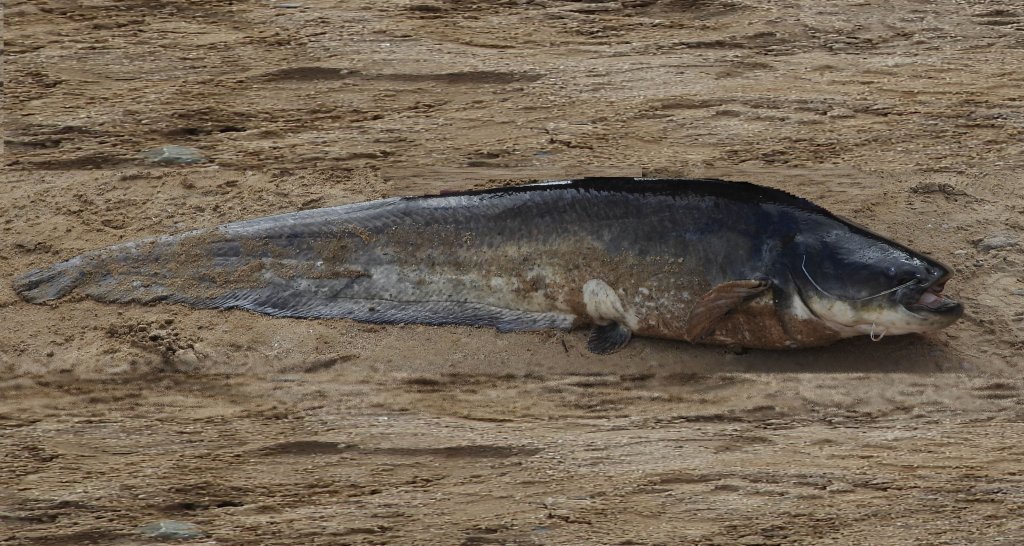 Sum pospolity, sum, sum europejski (Silurus glanis)