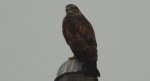 Myszołów zwyczajny, myszołów (Buteo buteo)