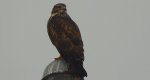 Myszołów zwyczajny, myszołów (Buteo buteo)