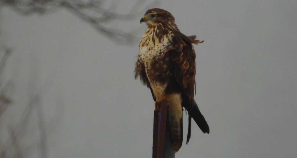 Myszołów zwyczajny, myszołów (Buteo buteo)