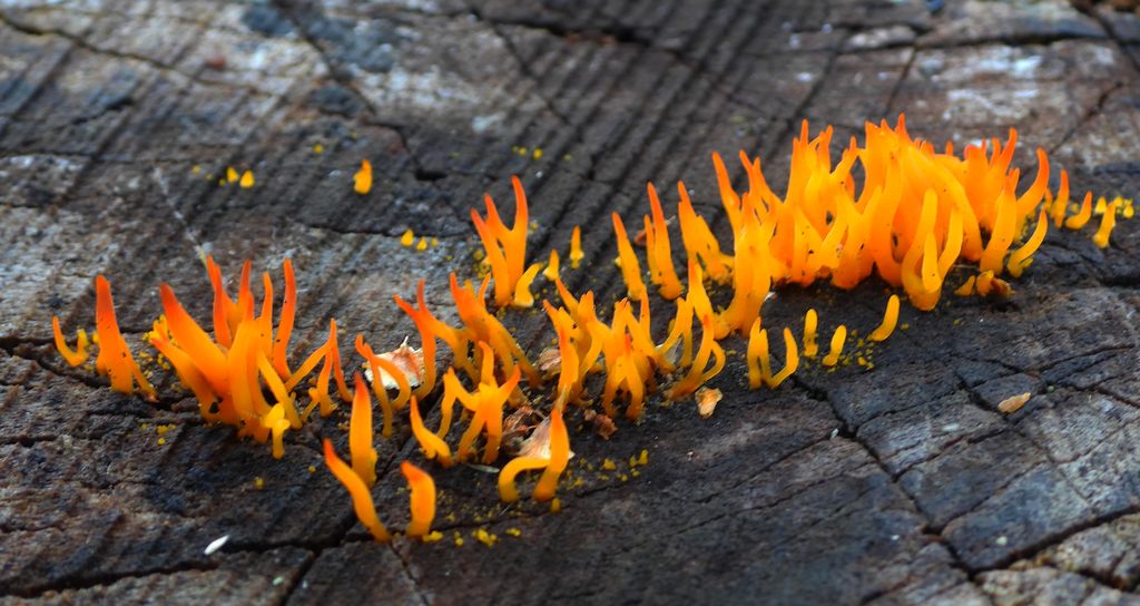 Pięknoróg szydłowaty (Calocera cornea)