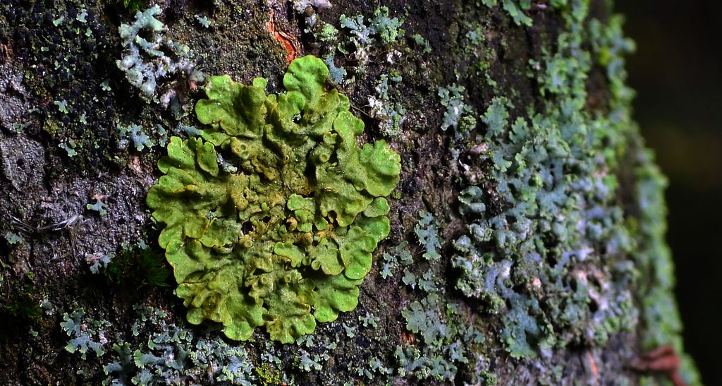 Żółtlica chropowata (Flavoparmelia caperata)