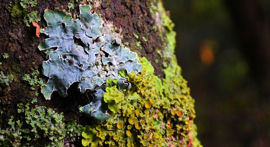 Tarczownica bruzdkowana (Parmelia sulcata) i złotorost ścienny (Xanthoria parietina)