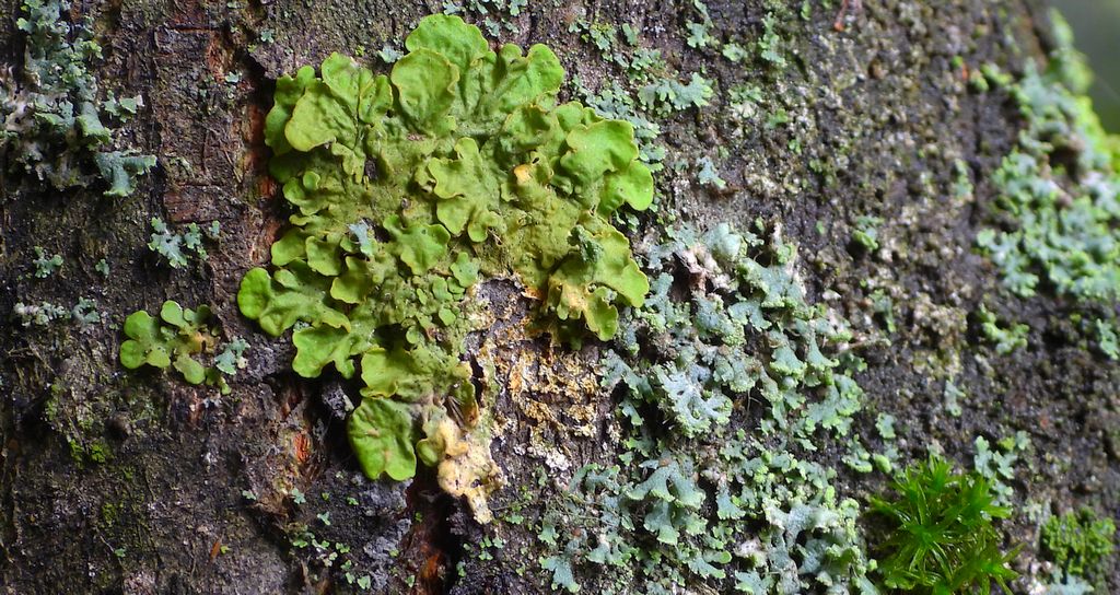 Żółtlica chropowata (Flavoparmelia caperata)
