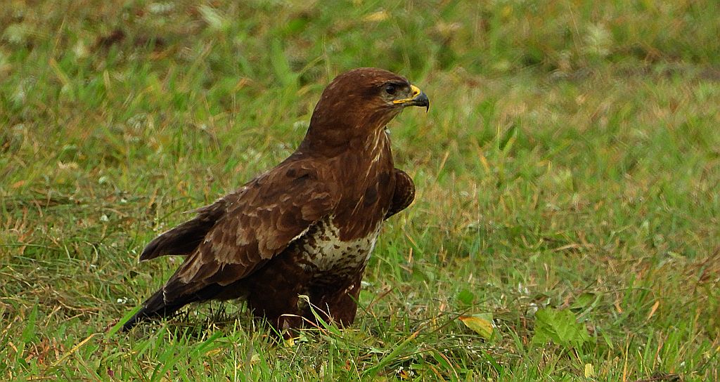 Myszołów zwyczajny, myszołów (Buteo buteo)