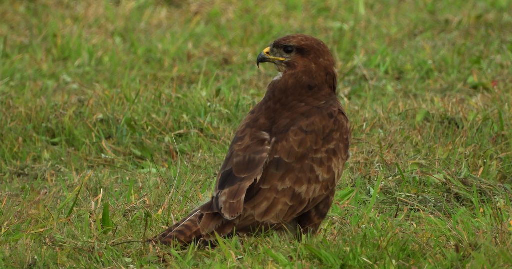 Myszołów zwyczajny, myszołów (Buteo buteo)