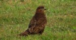 Myszołów zwyczajny, myszołów (Buteo buteo)