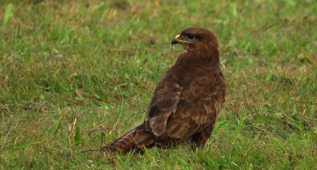 Myszołów zwyczajny, myszołów (Buteo buteo)