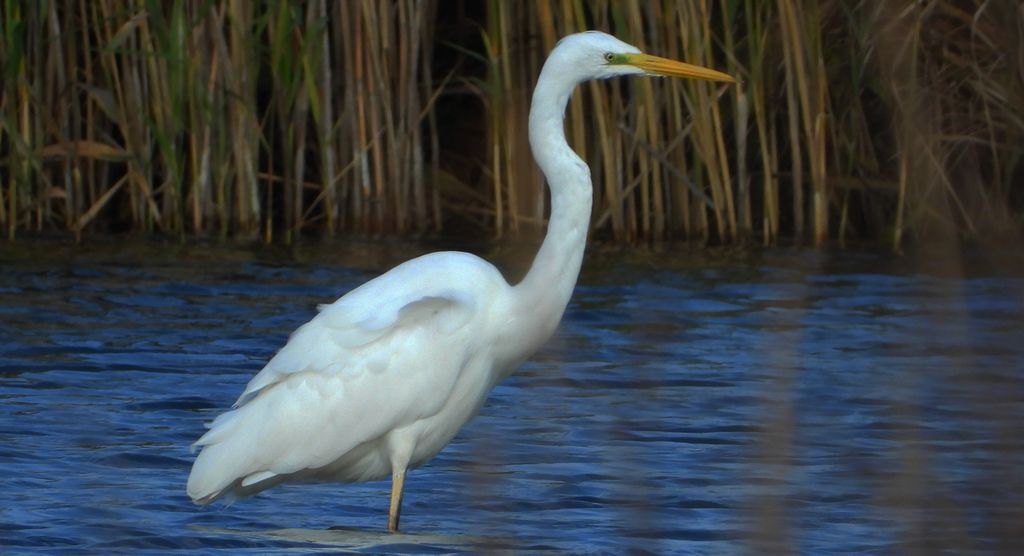 Czapla biała (Ardea alba)