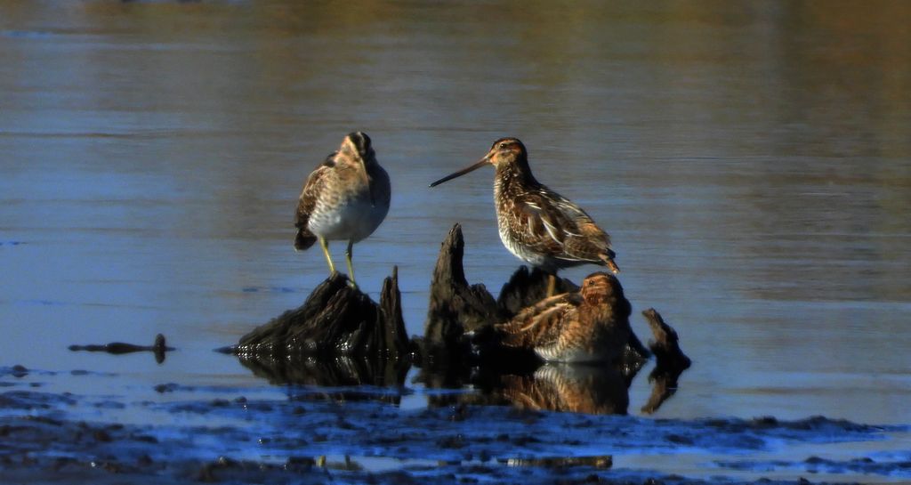 Bekas kszyk, kszyk, bekas baranek (Gallinago gallinago)