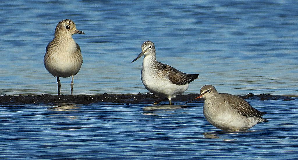 Kwokacz, brodziec kwokacz (Tringa nebularia), siewnica (Pluvialis squatarola) i brodziec śniady (Tringa erythropus)