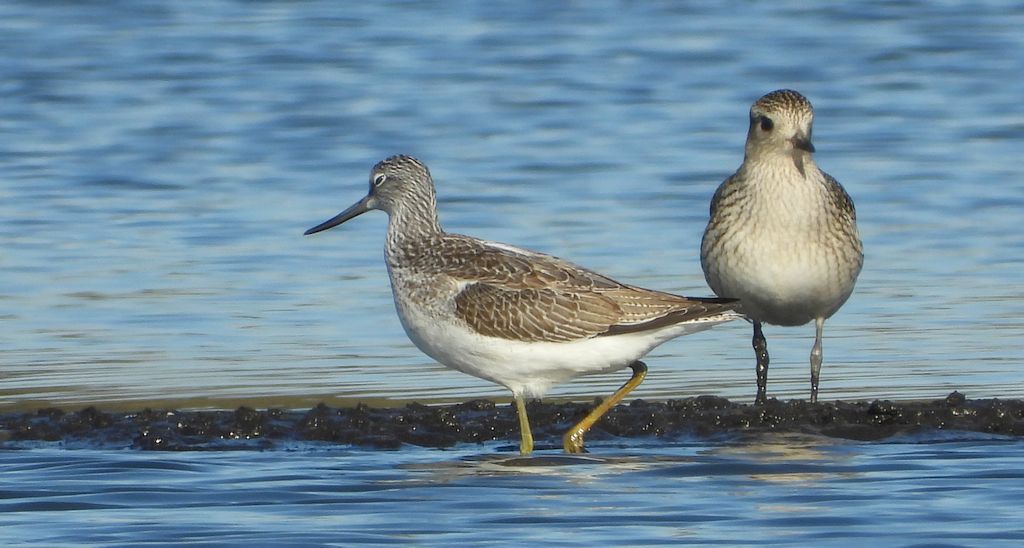 Kwokacz, brodziec kwokacz (Tringa nebularia) i siewnica (Pluvialis squatarola)