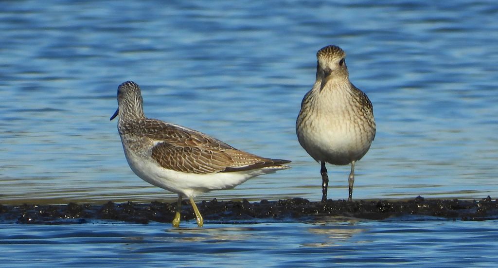 Kwokacz, brodziec kwokacz (Tringa nebularia) i siewnica (Pluvialis squatarola)