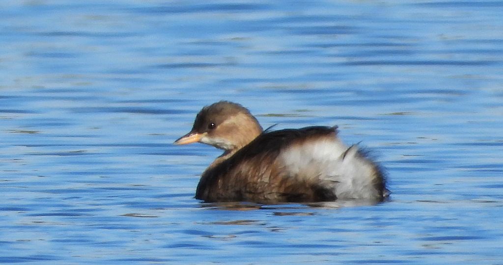 Perkozek zwyczajny, perkozek (Tachybaptus ruficollis)