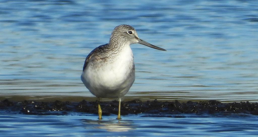 Kwokacz, brodziec kwokacz (Tringa nebularia)