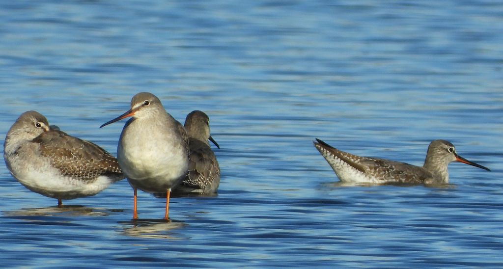 Brodziec śniady (Tringa erythropus)