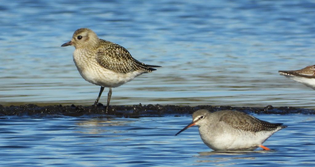 Siewnica (Pluvialis squatarola) i brodziec śniady (Tringa erythropus)