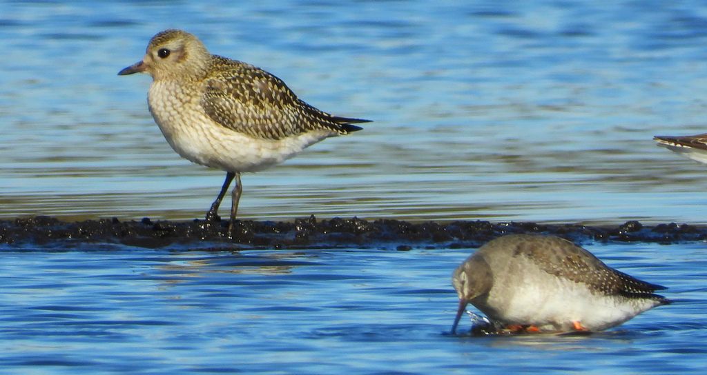 Siewnica (Pluvialis squatarola) i brodziec śniady (Tringa erythropus)