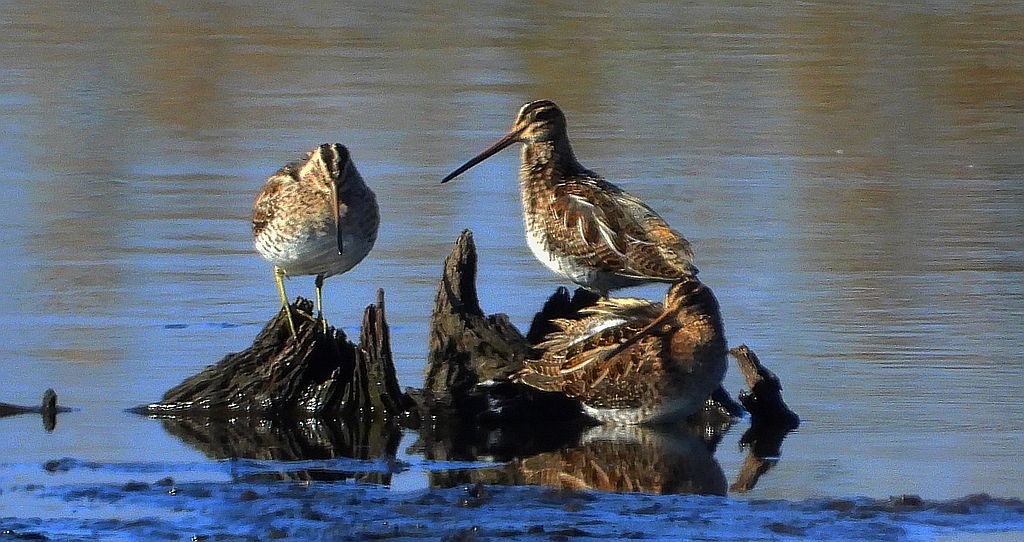 Bekas kszyk, kszyk, bekas baranek (Gallinago gallinago)