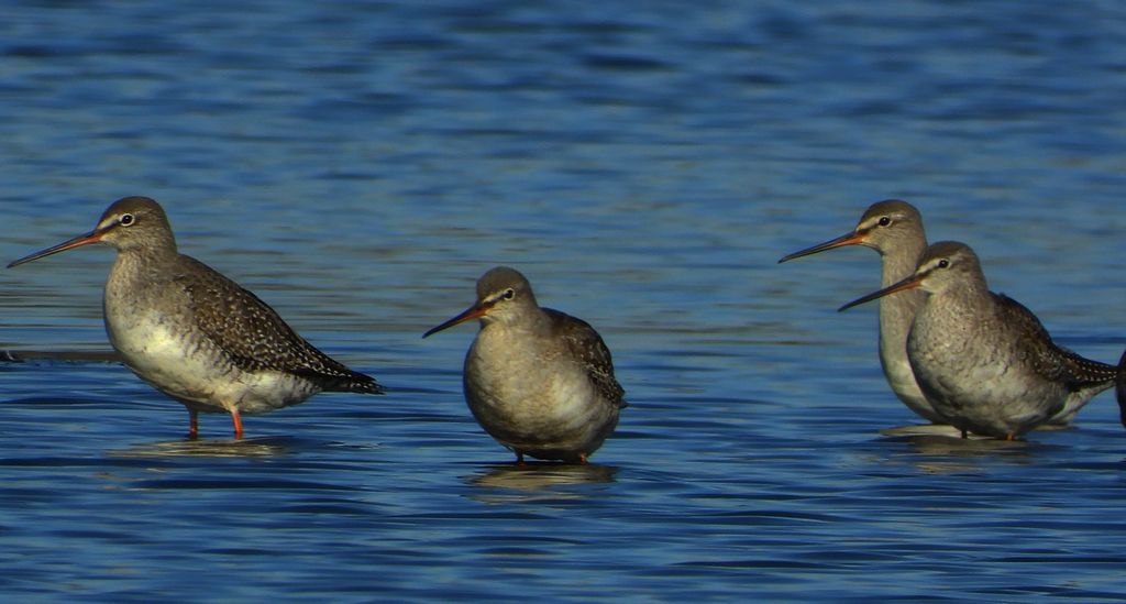 Brodziec śniady (Tringa erythropus)