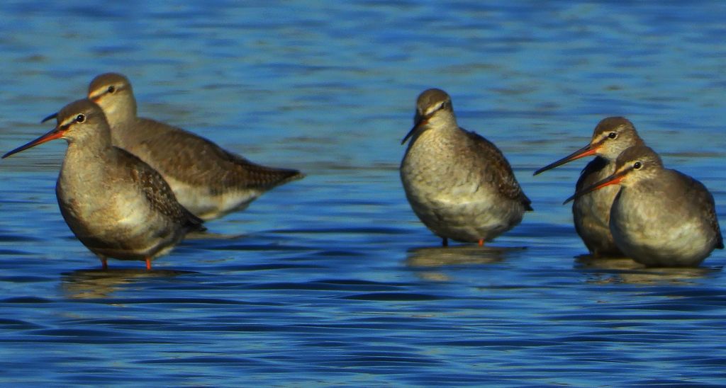 Brodziec śniady (Tringa erythropus)