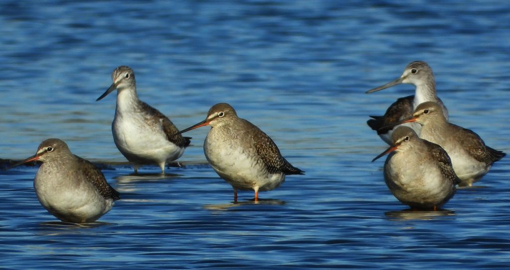 Brodziec śniady (Tringa erythropus) i kwokacz, brodziec kwokacz (Tringa nebularia)