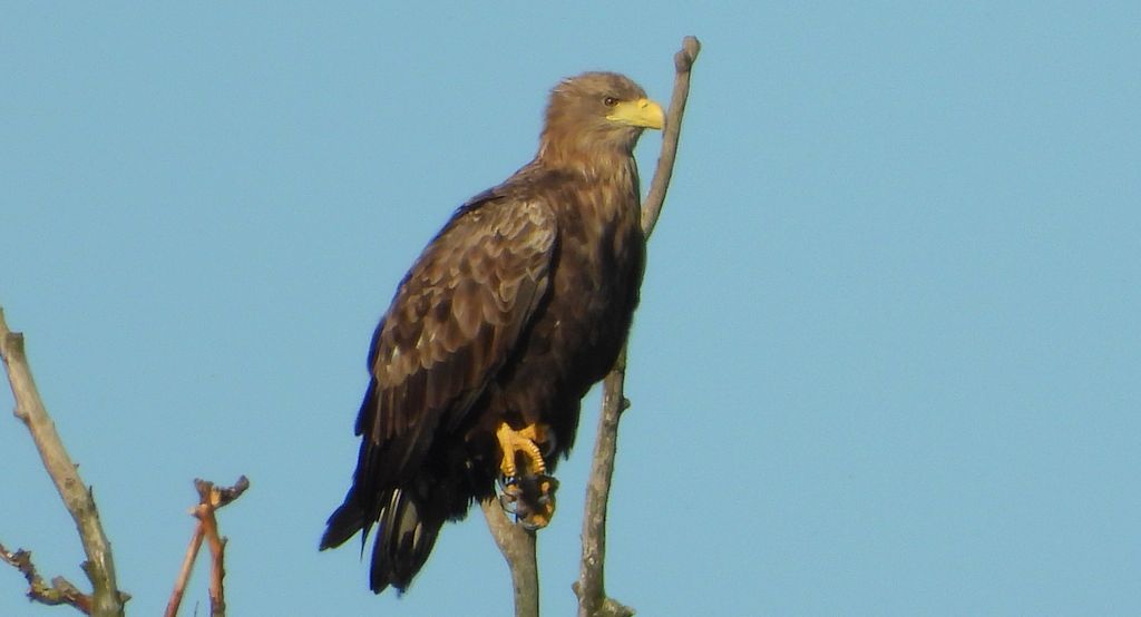 Bielik, bielik zwyczajny, orzeł bielik, birkut (Haliaeetus albicilla)