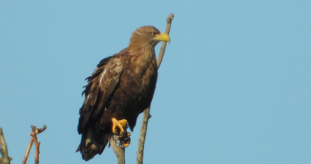 Bielik, bielik zwyczajny, orzeł bielik, birkut (Haliaeetus albicilla)
