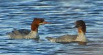 Nurogęś, tracz nurogęś (Mergus merganser)
