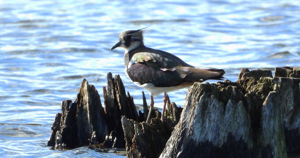 Czajka zwyczajna, czajka, czajka pospolita (Vanellus vanellus)
