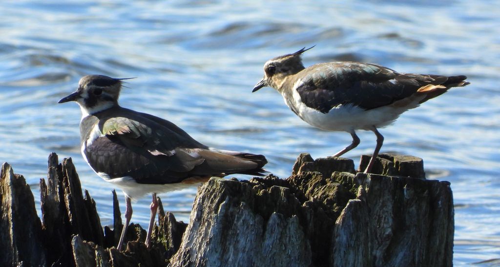 Czajka zwyczajna, czajka, czajka pospolita (Vanellus vanellus)