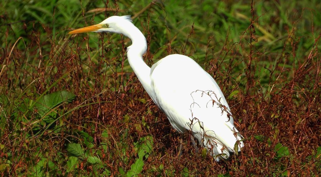 Czapla biała (Ardea alba)