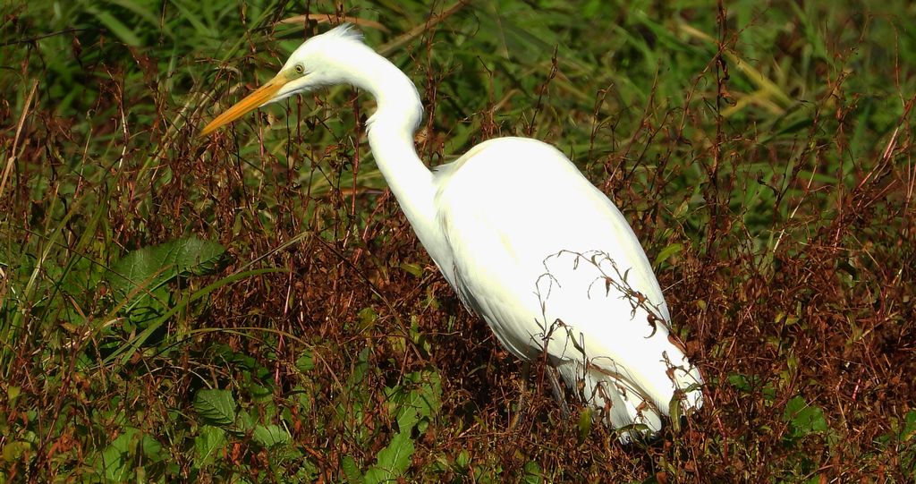 Czapla biała (Ardea alba)