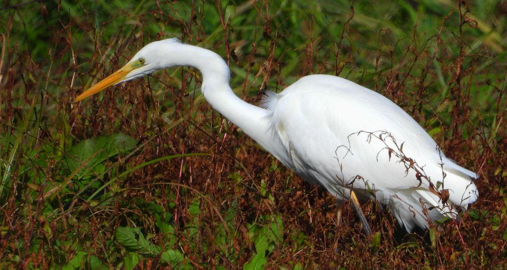 Czapla biała (Ardea alba)