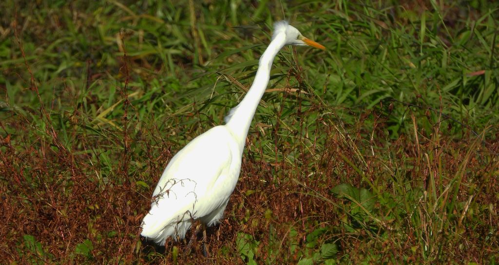 Czapla biała (Ardea alba)