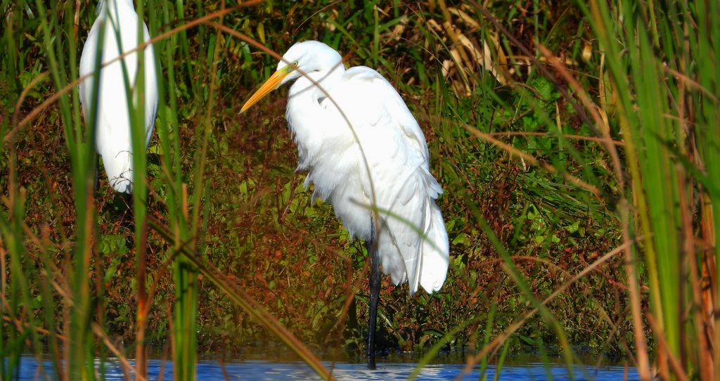 Czapla biała (Ardea alba)