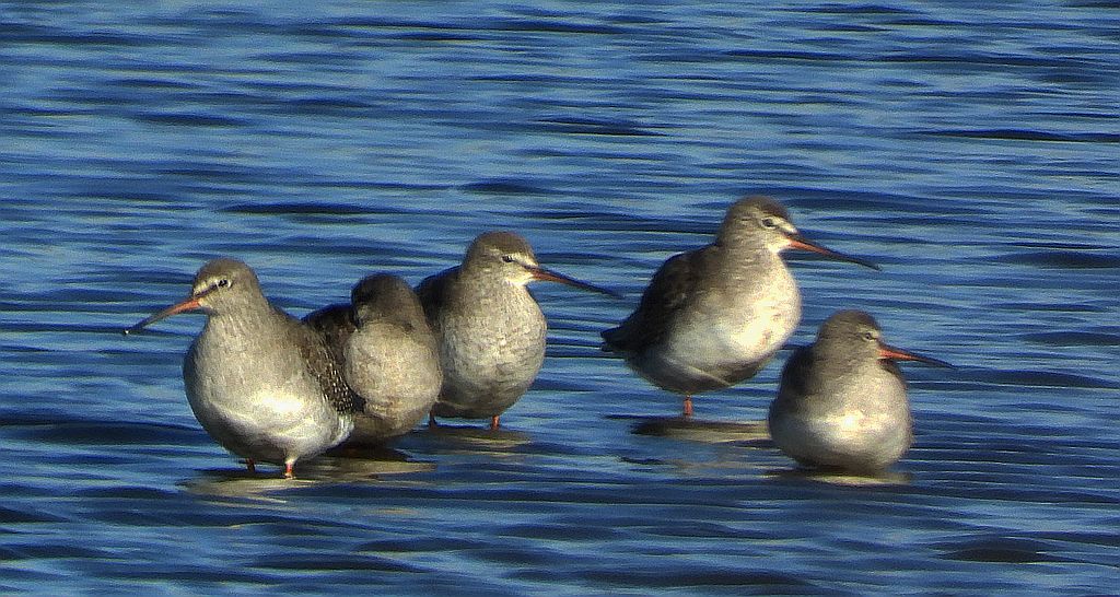 Brodziec śniady (Tringa erythropus)