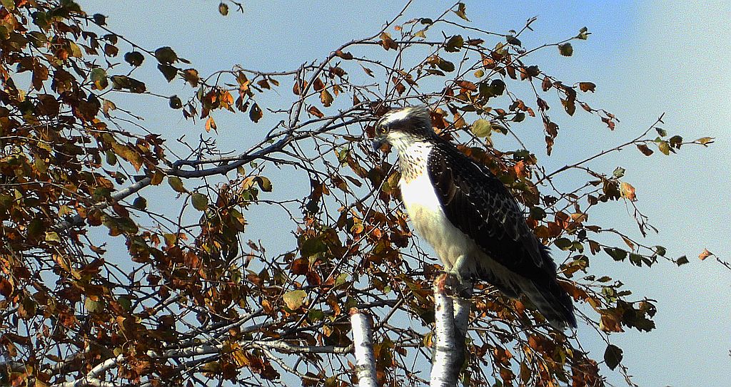 Rybołów (Pandion haliaetus)