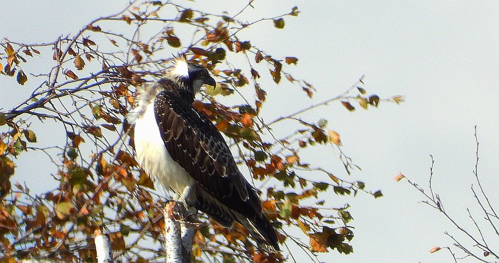 Rybołów (Pandion haliaetus)