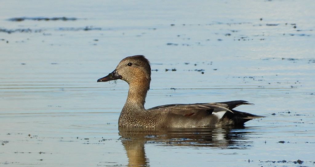 Krakwa, kaczka krakwa (Mareca strepera)