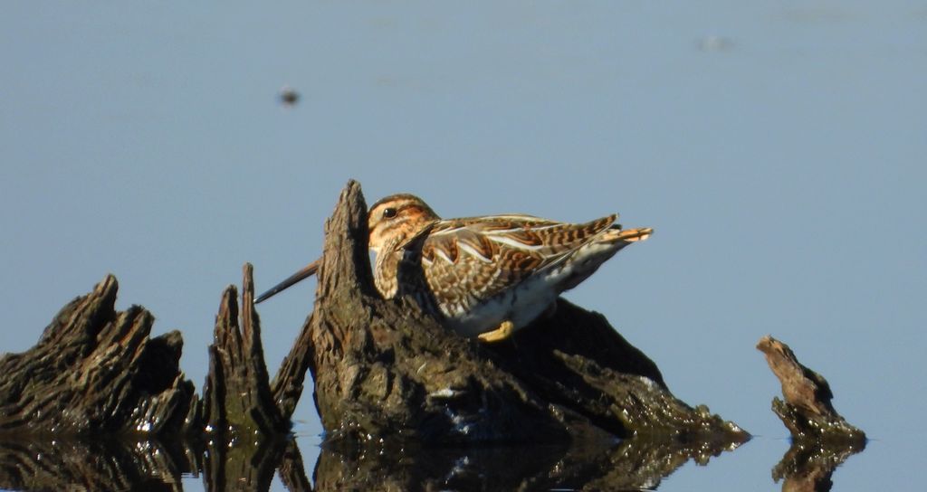 Bekas kszyk, kszyk, bekas baranek (Gallinago gallinago)
