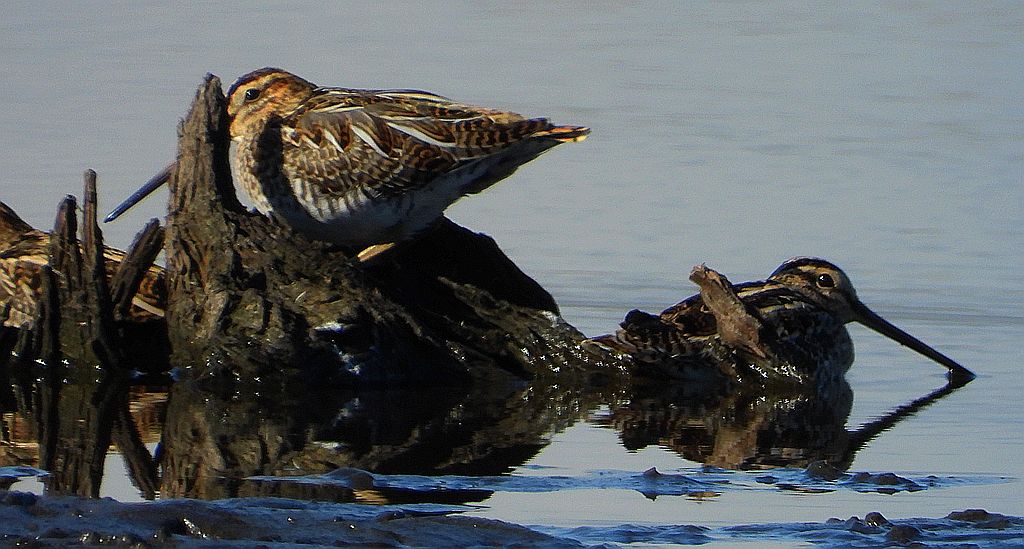 Bekas kszyk, kszyk, bekas baranek (Gallinago gallinago)