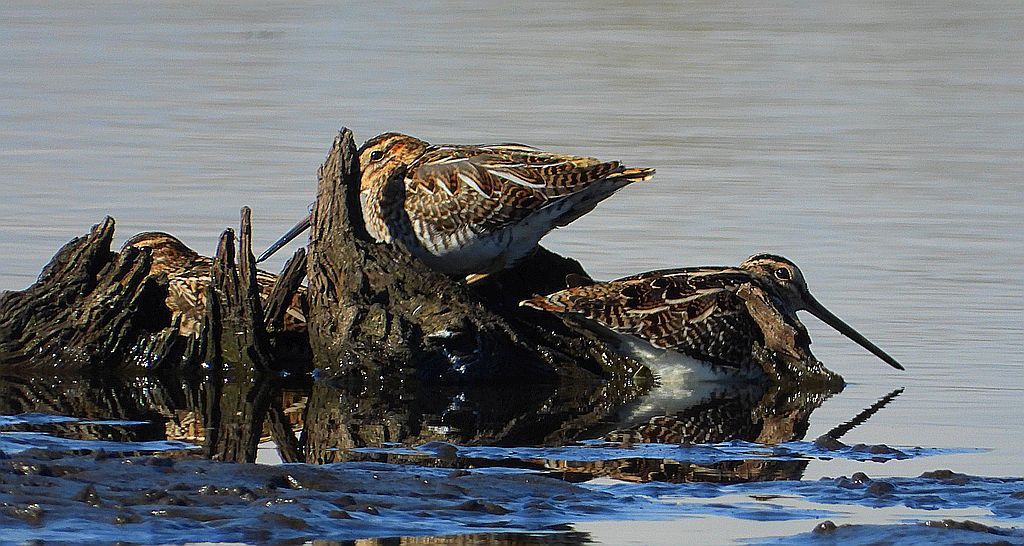 Bekas kszyk, kszyk, bekas baranek (Gallinago gallinago)