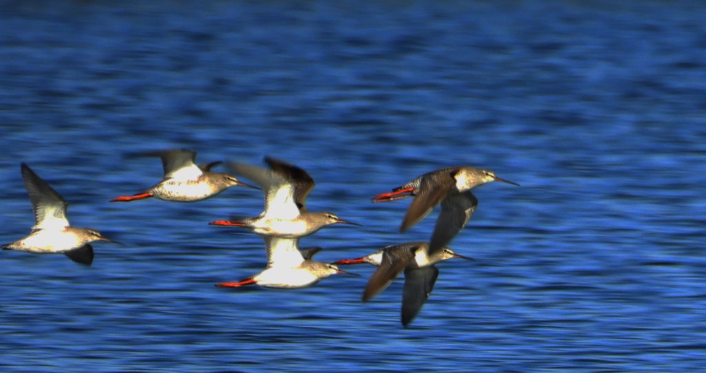 Brodziec śniady (Tringa erythropus)