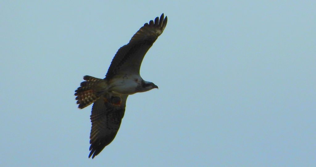 Rybołów (Pandion haliaetus)