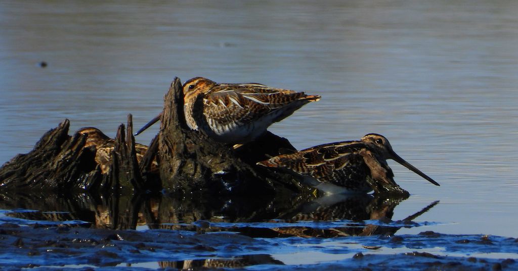 Bekas kszyk, kszyk, bekas baranek (Gallinago gallinago)