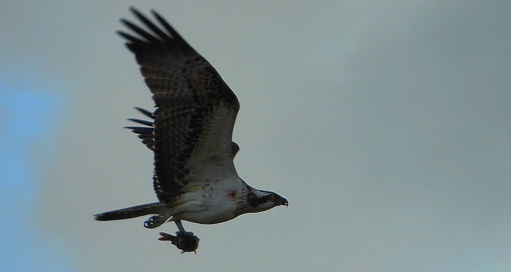 Rybołów (Pandion haliaetus)