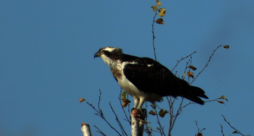 Rybołów (Pandion haliaetus)
